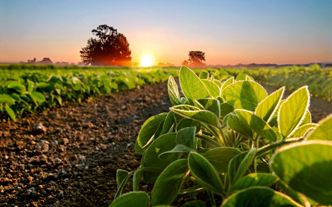 Klimat, środowisko, biznes – działamy na rzecz rolnictwa zrównoważonego