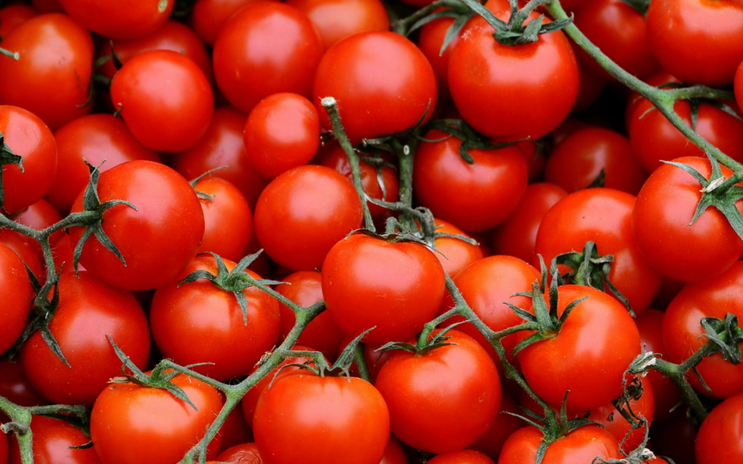 Jak powstają zdrowe pomidory? 